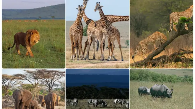 Akaakuu bineensota bosonaa Keeniyaatti argaman