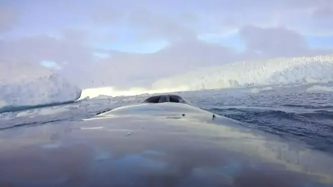 رحلة على ظهر حيتان القطب الجنوبي