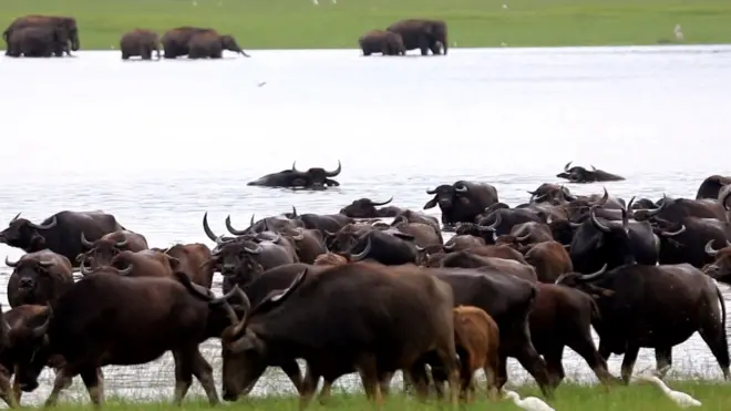 මාදුරුඔය සහ ලුණුගම්වෙහෙර ජාතික වනෝද්‍යාන දෙක තුළ පමණක් සිටින ගවයන් සංඛ්‍යාව එක් ලක්ෂ පනස්දහස ඉක්මවන බවට අනුමාන කෙරේ.