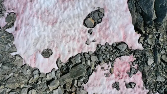 розовый цвет снега в альпах