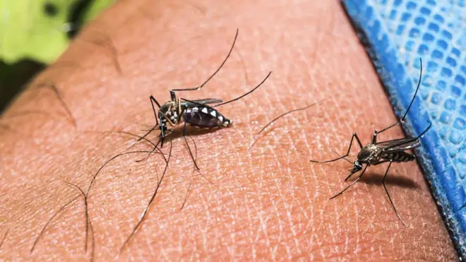 මදුරුවා