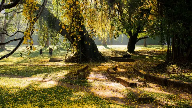 පේරාදෙණිය සරසවිය රන්වන් පැහැයෙන් හැඩකළ මල් වැල් ලංකාවට ආවේ කොහොමද? 