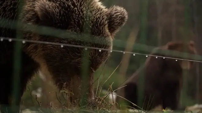 A Bear in the Rehabilitation Center