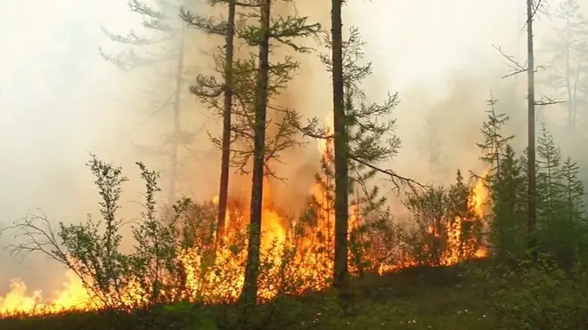 Миллионы гектаров в огне: что нужно знать о пожарах в Сибири