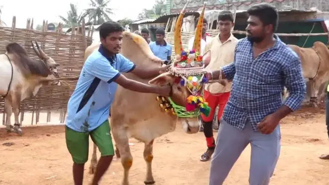 జల్లికట్టు