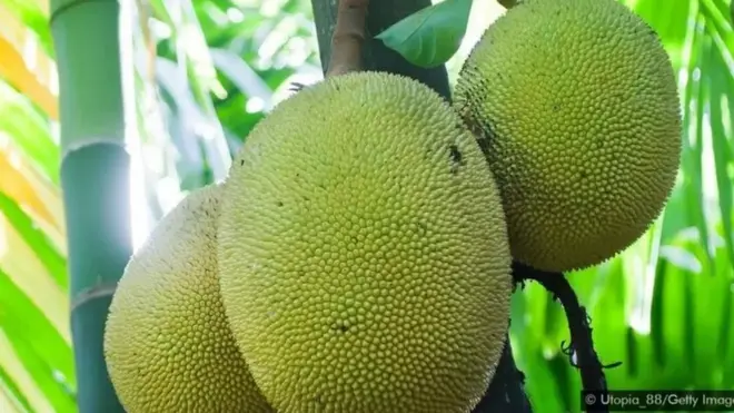 పనసపండు