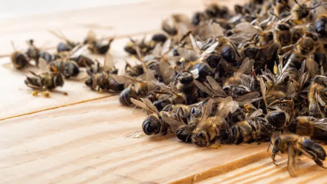 Neste ano foram registradas mortesentrar vaidebetabelhas causadas por agrotóxicosentrar vaidebetSanta Catarina, Rio Grande do Sul, Mato Grosso do Sul e São Paulo