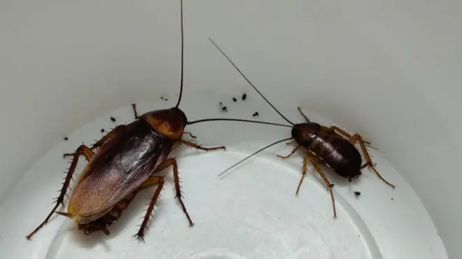 బొద్దింకలు