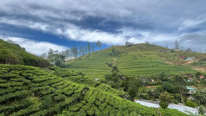 Tea Estate in Sri Lanka