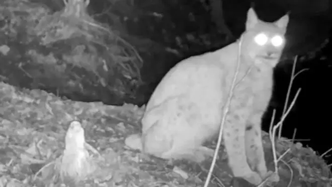 Рысь в Чернобыле