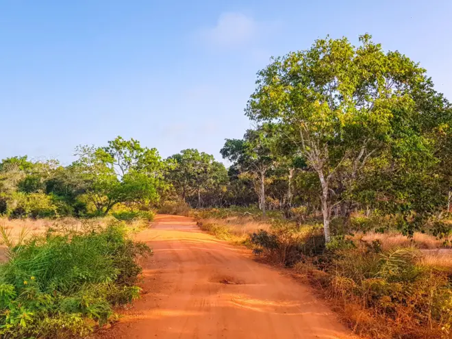 විල්පත්තු