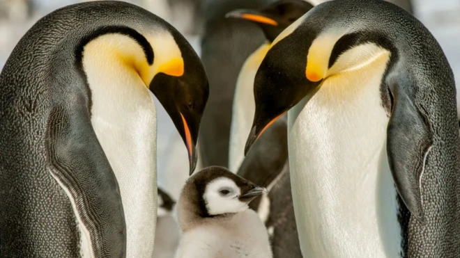 بطريق الإمبراطور