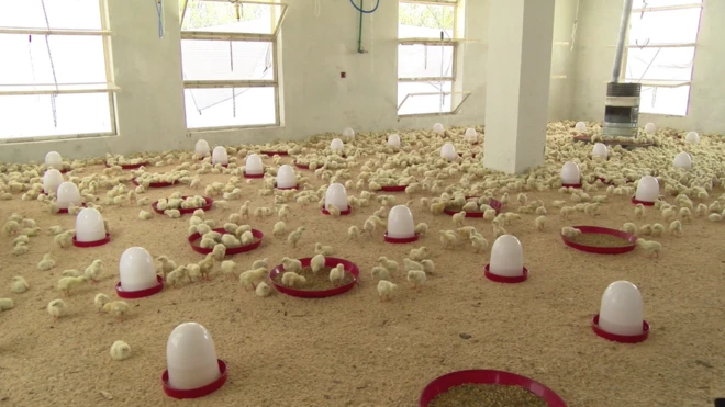 په خوست کې موجود فارمونه د میاشتې ۱۰ ټنه غوښه بازار ته وړاندې کوي