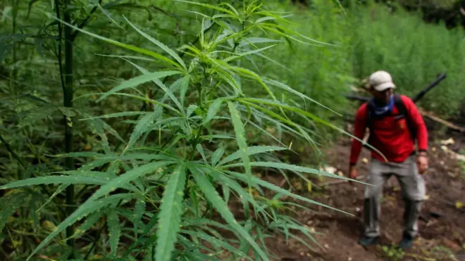 Ladang ganja tersebut berada di kawasan pegunungan sejauh tiga jam berkendara dari Banda Aceh.