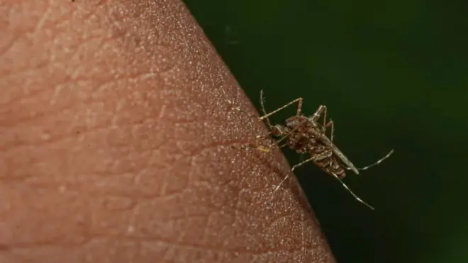A mosquito seen in Beddagana Wetland Park in Colombo, Sri Lanka, on February 11, 2023