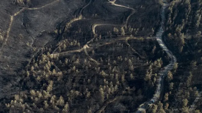 лесной массив турции