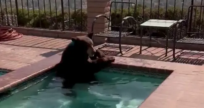 Meda se rashladio u bazenu