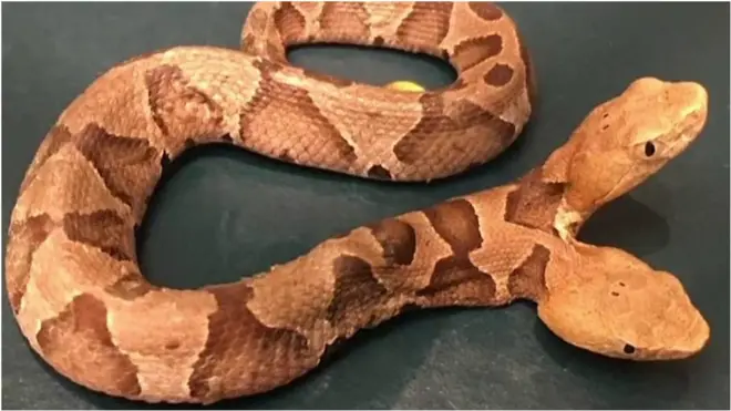 двоголова змія