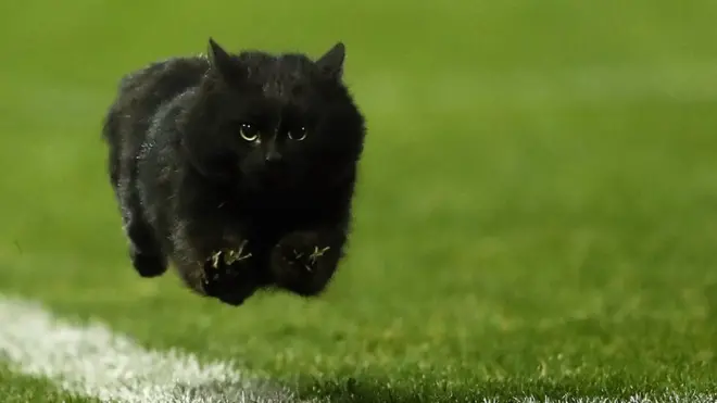 Страшнее кошки зверя нет - если верить приметам