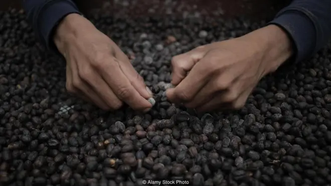 कॉफ़ी बीन