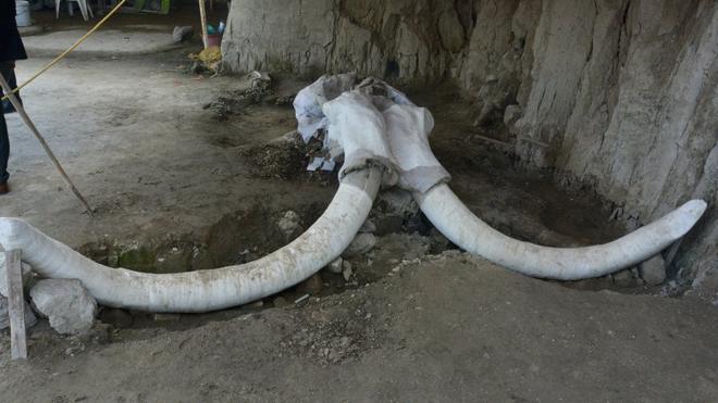 Colmillos de mamut hallados en México