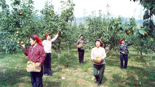 길주군 길주읍 근처 과수원. 풍계리에서 차로 20여 분 거리다