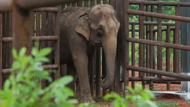 Asian elephant Guida walks into her new living space, the first elephant sanctuary in Latin America in Chapada dos Guimaraes, Brazil