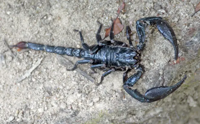 Ị ma egoole nsi akpị na-ada n'ahịa ugbu a?