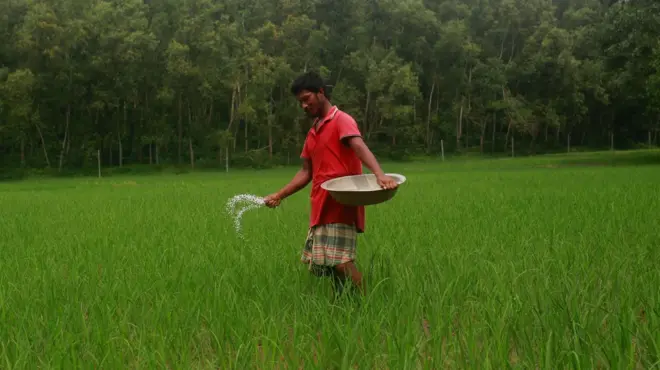 একজন কৃষক একটি গামলা থেকে সবুজ ফসলের ক্ষেতে সার ছিটাচ্ছেন