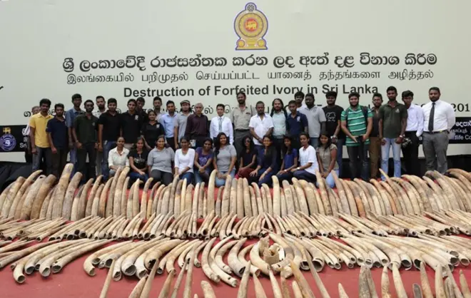 කෙන්යාවේ සිට ඩුබායි බලා යන නෞකාවක් ශ්රී ලංකාවට පැමිණි අවස්ථාවේ දී එහි තිබූ ඇත් දළ 359 ක් සොයා ගැනීමට හැකි වූ අතර ඒවායේ වෙළඳපොළ වටිනාකම රුපියල් මිලියන 400ක් පමණ විය.