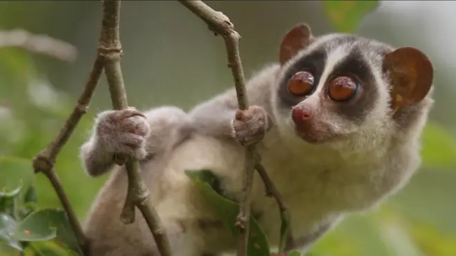 අත්තක එල්ලී සිටින උණහපුළුවෙකු මෙහි දක්නට ලැබේ.