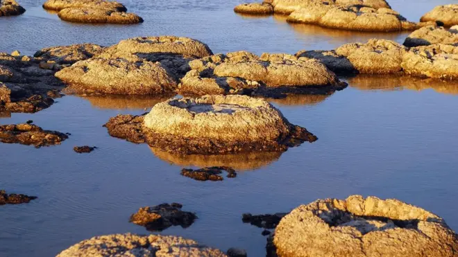 Stromatolites are living fossils and the oldest living lifeforms on our planet