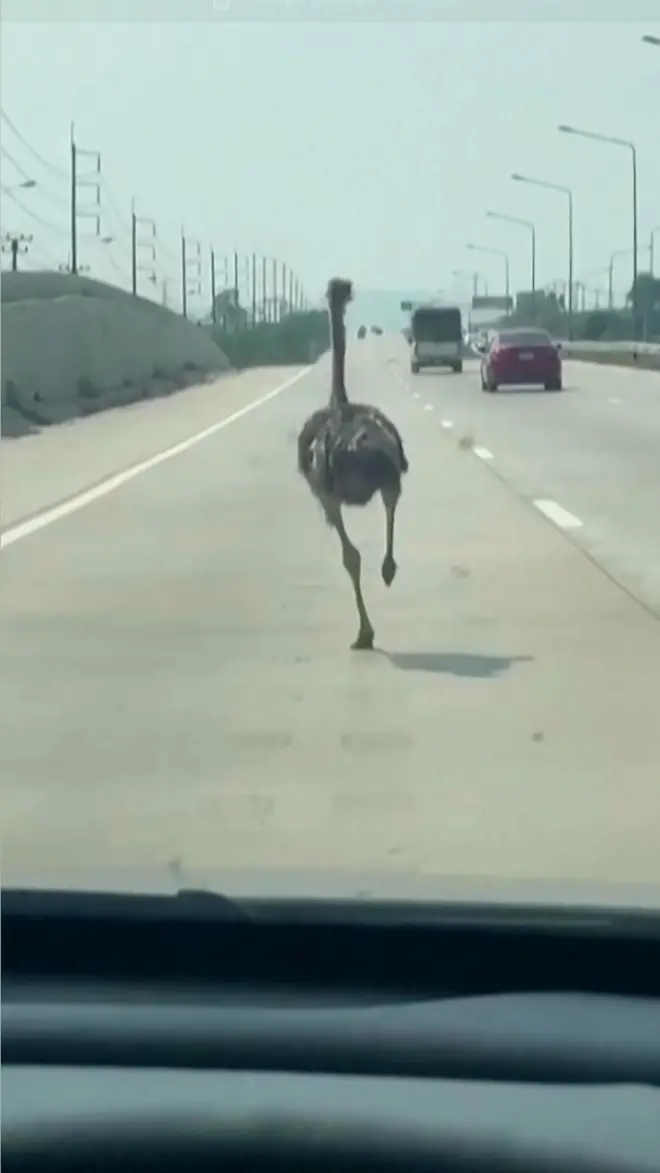 Noj jurca autoputem na Tajlandu