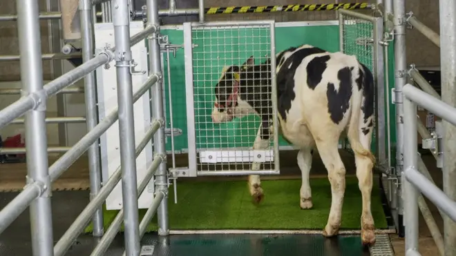 A cow enters the toilet