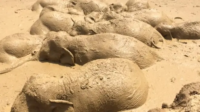 слони в багнюці