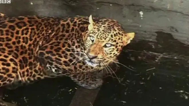 کنے کے کھیت میں رہنے والے تیندوے