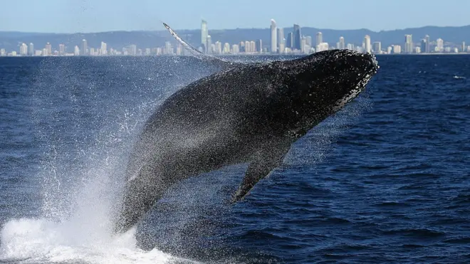 Горбаті кити часто проводять літо біля берегів Австралії, перш ніж повернутись назад до Антарктиди