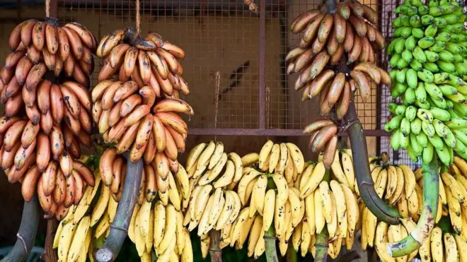 لا تزال بعض أصناف الموز تزرع في موطنها الأصلي جنوبي الهند