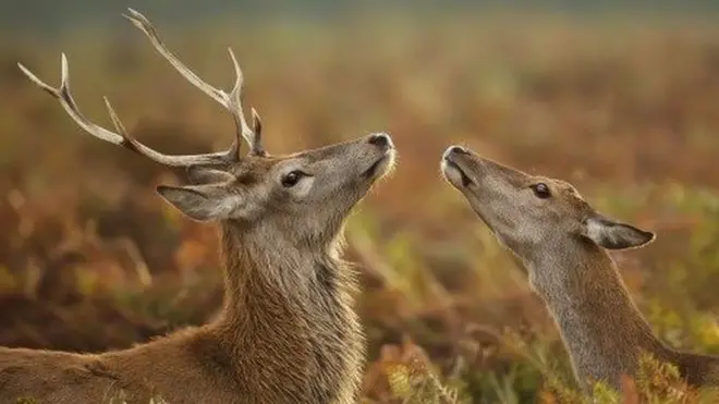 Rusa merah jantan dan bentina saat musim kawin.