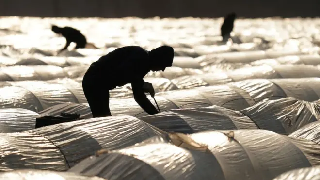 Трудові мігранти