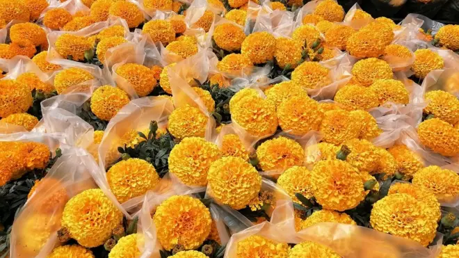 Чорнобривці