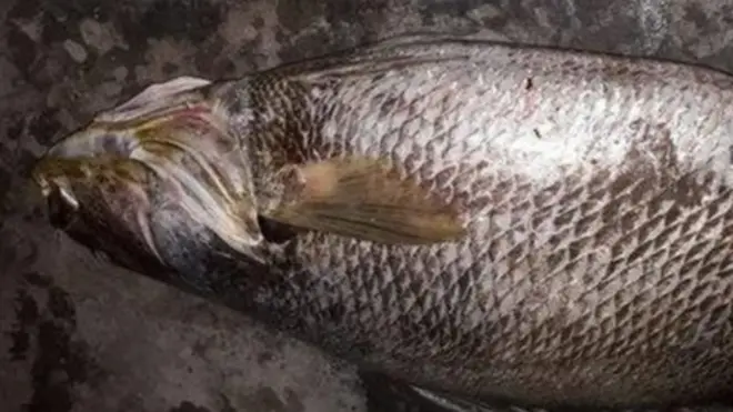 క్రోకర్ చేప