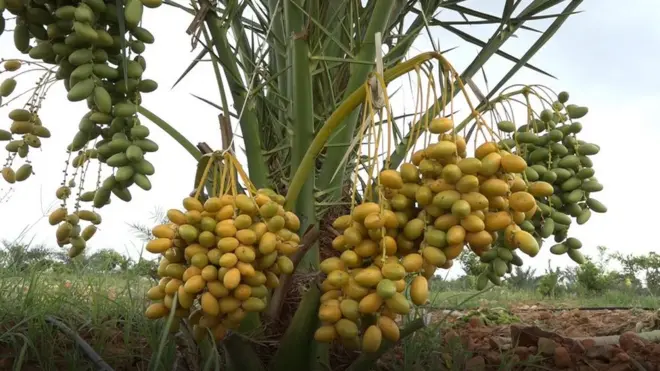 ఖర్జూరం