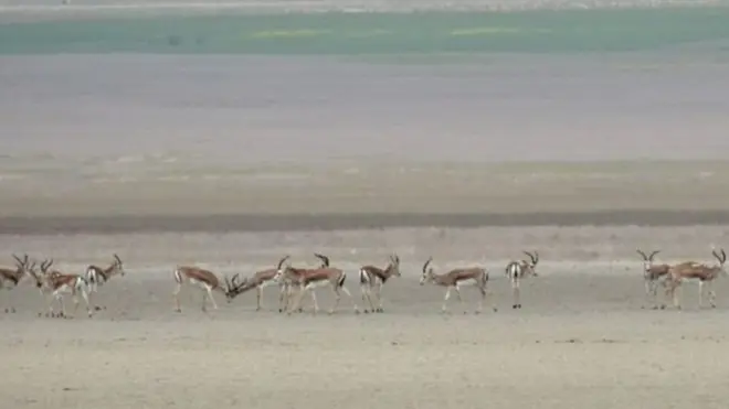 Acınohur gölü ətrafında ceyran sürüsü