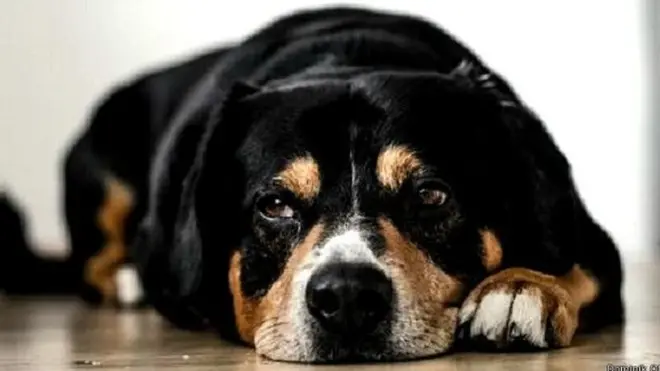 जानवरों में मातम