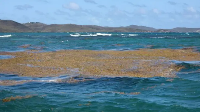 సముద్రపు నాచు