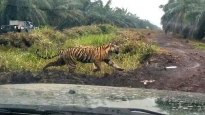 Harimau Bonita tertangkap kamera melintasi perkebunan.