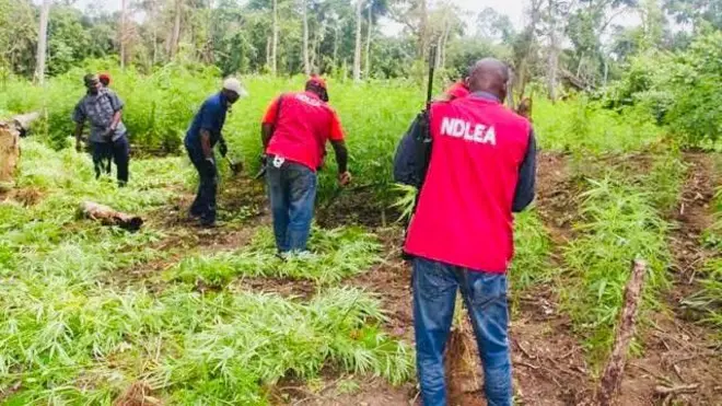 Awon osise NDLEA ninu oko igbo naa