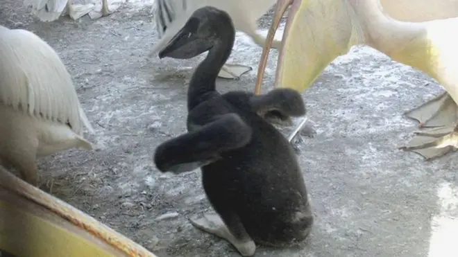 પા પા પગલી ભરી રહેલું પેલિકન