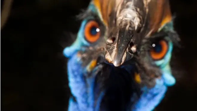 طائر الشبنم